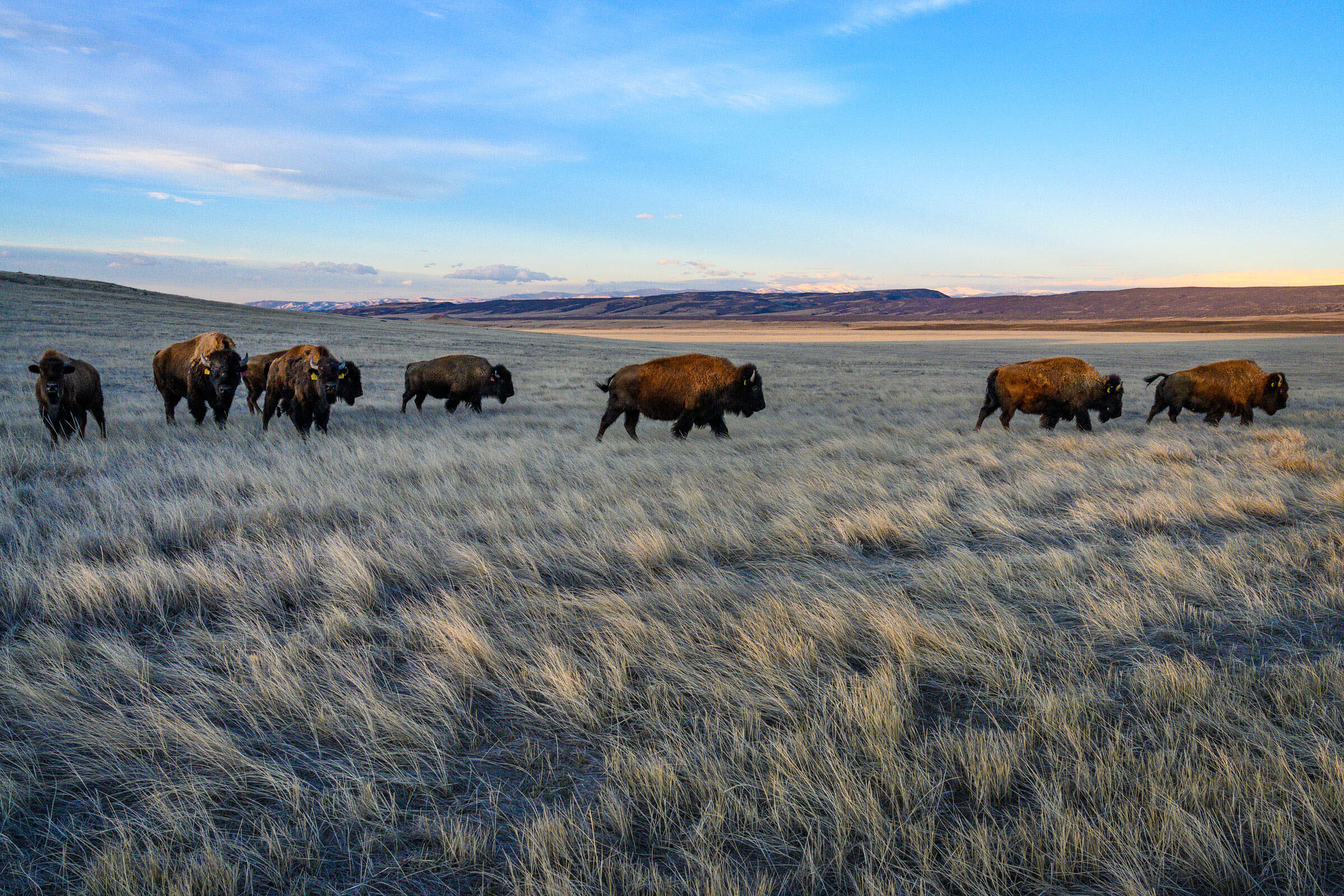 Grazing Like It’s 1799: How Ranchers Can Bring Back Grassland Birds