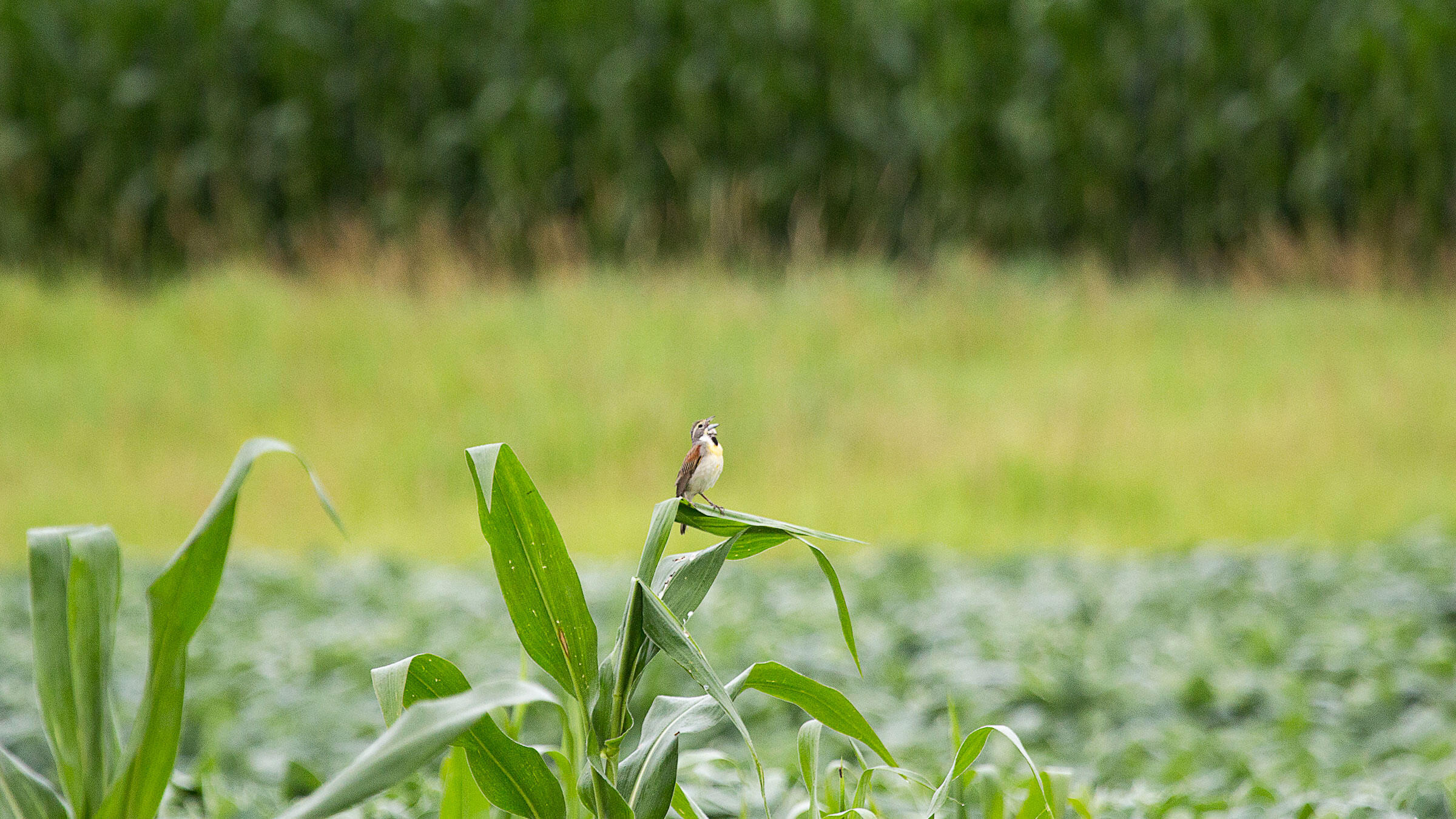 On Midwest Farms, ‘Prairie Strips’ Give Grassland Birds Something to Sing About